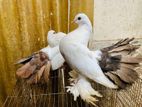 Fantail Lokkha