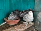 Fantail pigeons