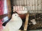 Fantail pigeons (lakkha)