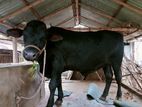 Farming cow - Bishu