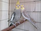 Fawn Adult Cockatiel Pair