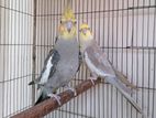 Fawn Cockatiel Adult Pair