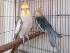 Fawn Cockatiel Adult Pair