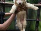 fawn golden retriever puppy