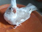 fawn pied cockatiel baby and budgri breeding pair
