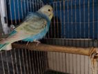 FBG new adult Male and tam size baby