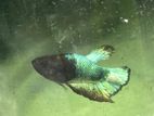 FCCP copper Betta fish