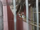 Feanch bird