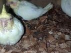 Feeding size cockatialer baby