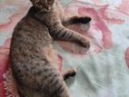 Felis Silvestris Cat Domestic