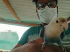Femal Tame Love Bird