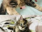 Female And Male Cat