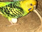 Female adult budgie