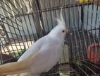 Female Albino Red Eye Cockatiel