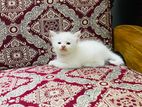 Female baby cat