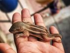 Female Baby Squirrel