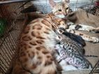 Female Bengal Cat