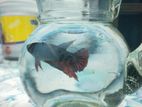 Female Betta Fish