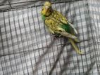 Female Budgerigar