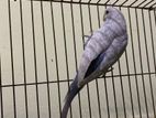 female budgie