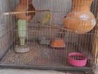 Female Budgie With Cage
