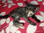 Female cat (adoption)