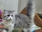 Female Cat Blue & White Color