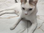 Female cat for adoption