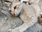 female cat for adoption urgent