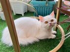 Female Cat