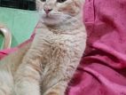 Female Cat