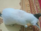 Female Cat for adaption