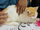 Female Cat