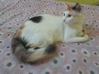 Female Cat (Mixed Breed)