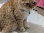 Female Cat Parisian