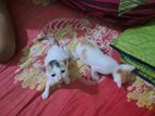 female cat sell kora hobe