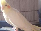 Female Cocatail