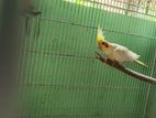 Female Cocatiel