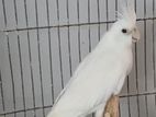 Female Cockatail Albino Red Eye