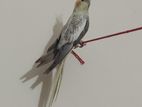 Female cockatel Pakhi