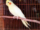 Female Cockatiel