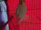 Female Cockatiel