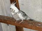 Female cocktail