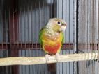 Female Conure Running.