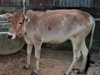Female Cow(ডেকি গরু)