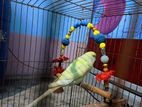 Female creamino Budgie ক্রিমিনো বাজরিগার