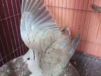 Female dove sell