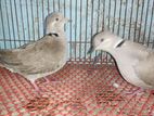 Female Dove