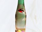 Female Egg Loaded Betta Fish