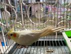 Female Love Bird